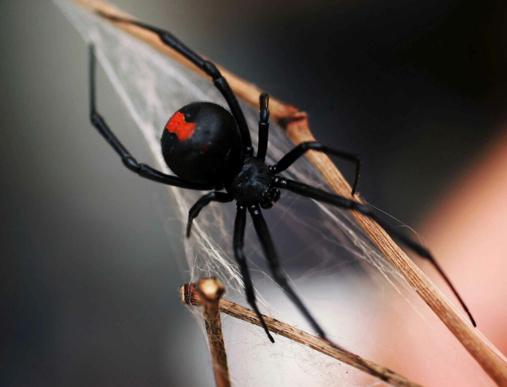 Australian Spider 1