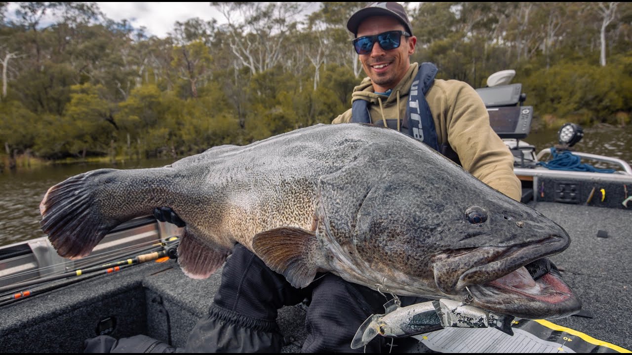 Biggest Murray Cod Ever Caught Ulastempat International