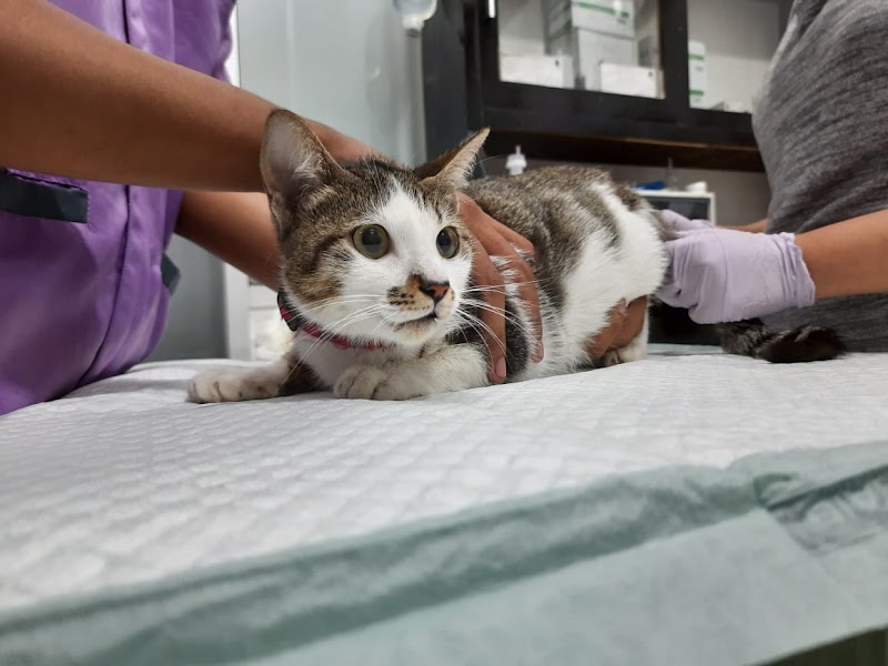 Dokter Hewan (1) terbaik di Kota Depok