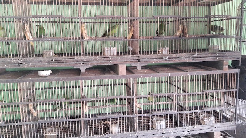 Toko Burung (2) terbaik di Kota Banjarmasin