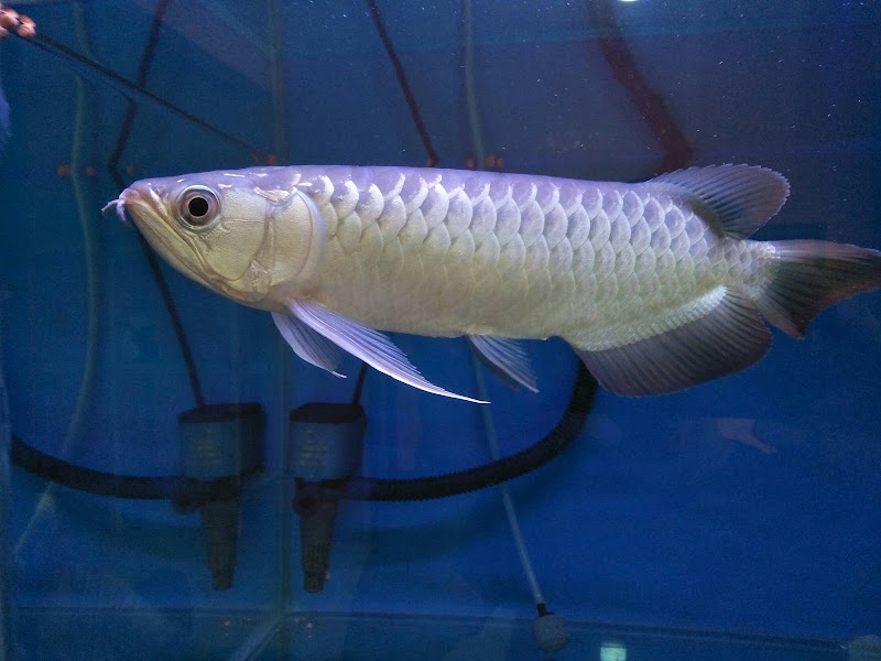 Toko Ikan Hias (2) terbaik di Kota Padang